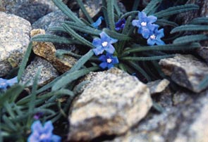 Anchusa caespitosa